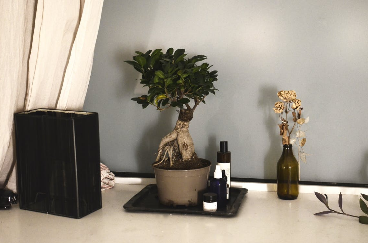 bonsai crop