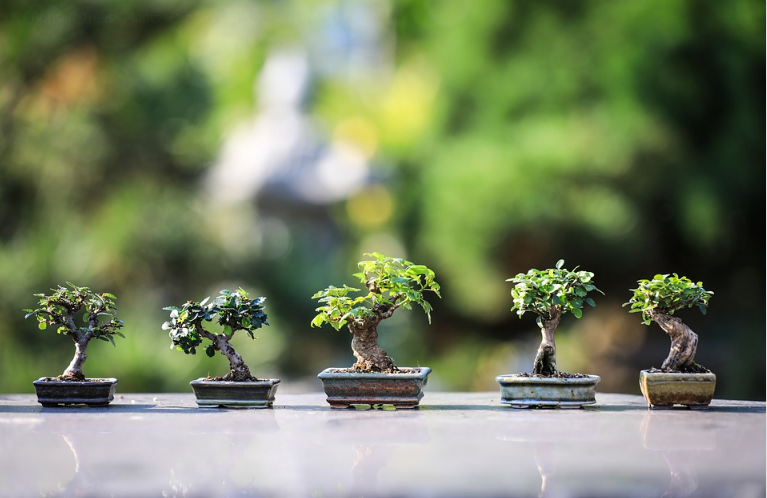 Best Bonsai Species That You Can Grow at Home