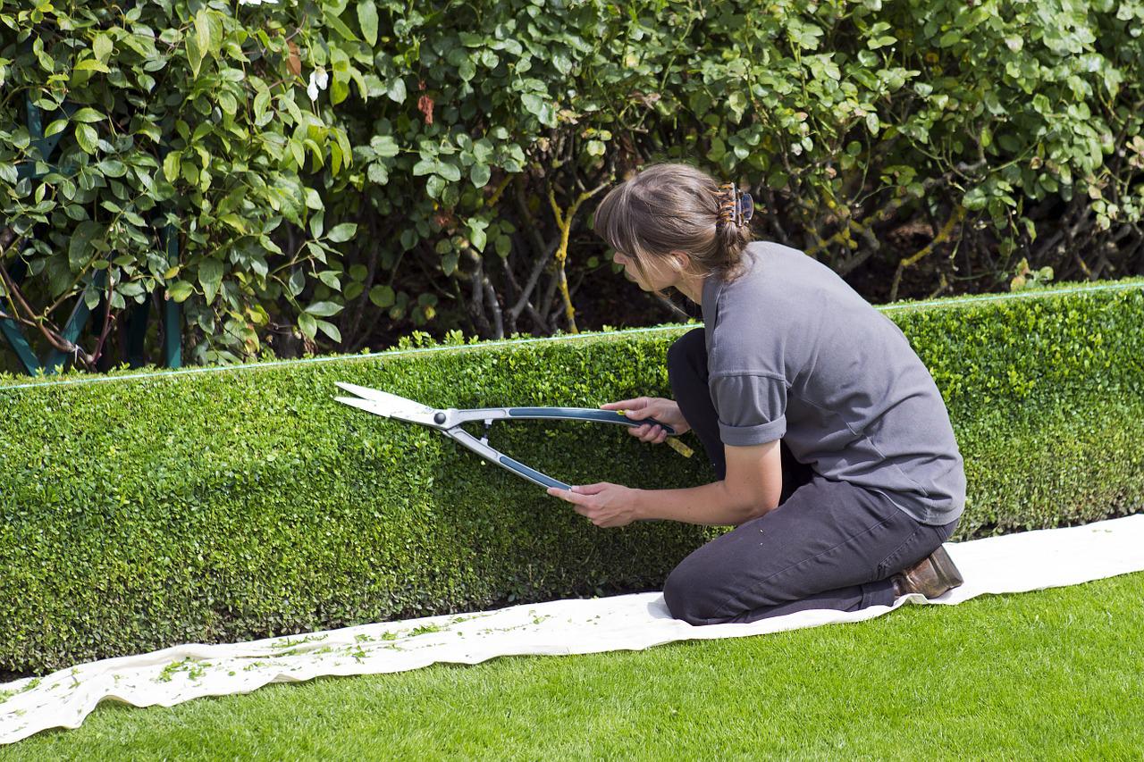 Surefire Ways to Keep Your Trees and Shrubs Healthy